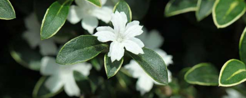 金边六月雪怎么修剪 金边六月雪如何修剪