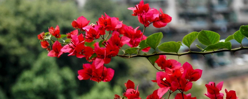 三角梅怎么扦插生根快 三角梅怎样扦插生根快