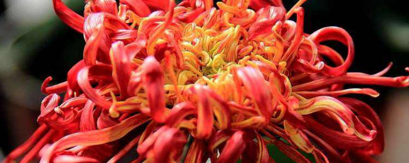 菊花对人体有什么危害 菊花对人体有什么好处和坏处