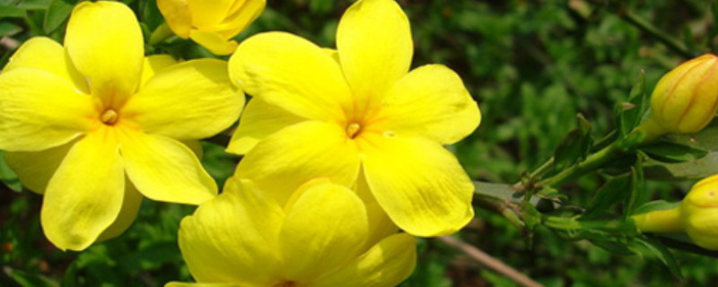 扦插了一年的迎春花可以剪吗 迎春花春季可以扦插吗