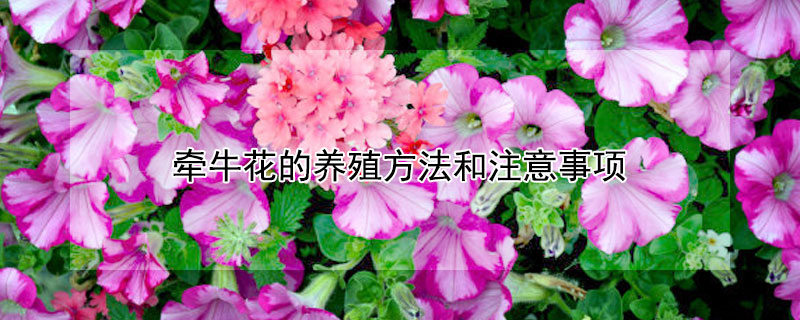 牵牛花的养殖方法和注意事项（矮牵牛花的养殖方法和注意事项）