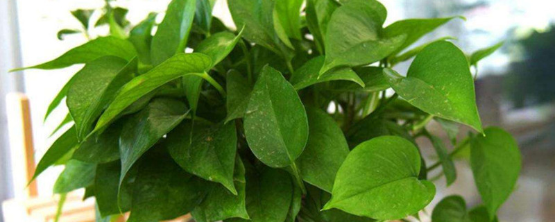 绿罗兰怎样繁殖 水罗兰怎么繁殖