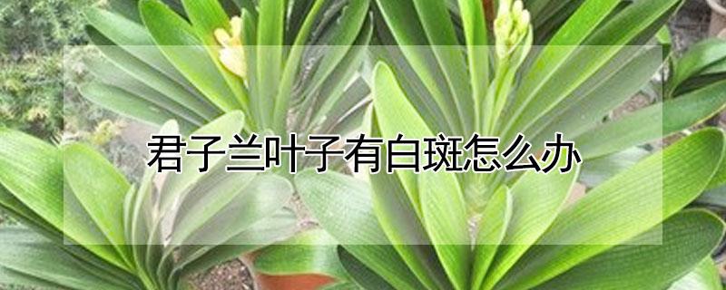 君子兰叶子有白斑怎么办（君子兰叶子有白斑图片）