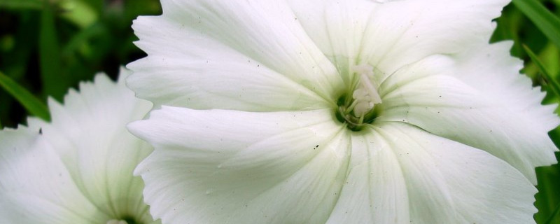 康乃馨如何快速开花 怎么能让康乃馨快速开花