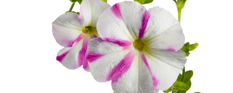 牵牛花在北方能过冬吗 牵牛花大约在冬季