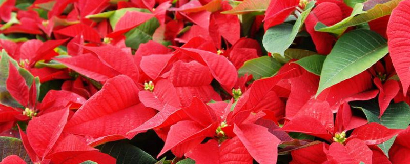 一品红叶子上有白色点 一品红叶上有白点是什么原因