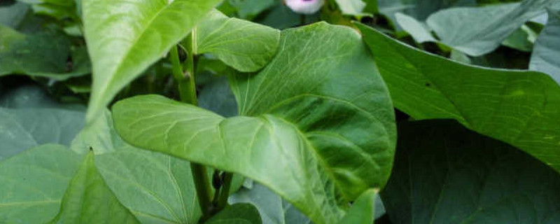 牵牛花叶子发黄什么原因 矮牵牛花叶子发黄是怎么回事