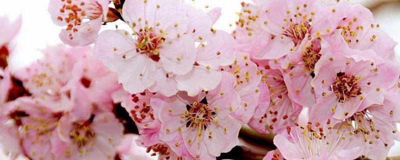 清明时节开花的植物 清明时节开花的花卉有哪些