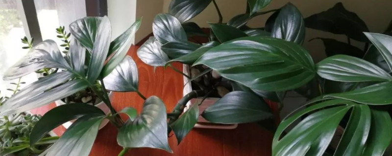 龟背竹和春羽的区别（养龟背竹还是春羽）