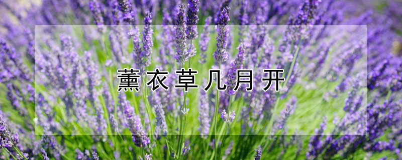 薰衣草几月开 薰衣草几月开花时间