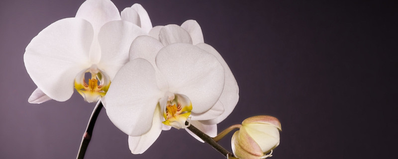 蝴蝶兰花苞蔫了要剪掉吗 蝴蝶兰花苞蔫了怎么办