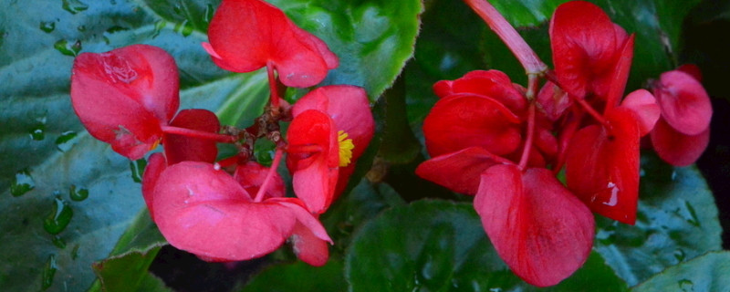 不长虫好养的花有哪些 什么花好养不长虫