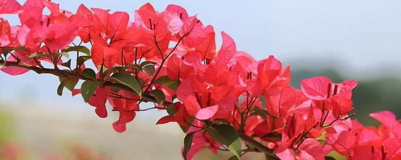 三角梅叶子枯萎怎么办 刚种的三角梅叶子枯萎了怎么办