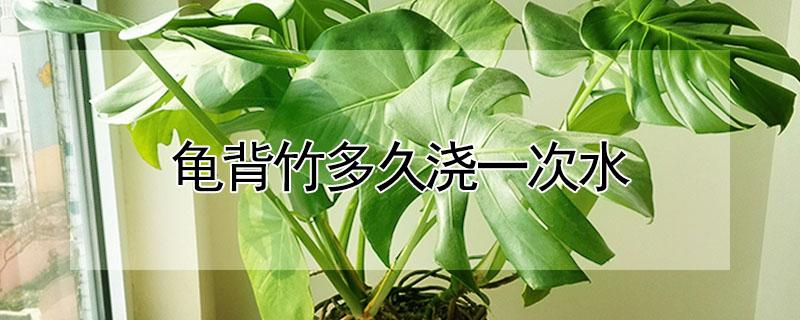 龟背竹多久浇一次水 龟背竹多久浇一次水,浇多少