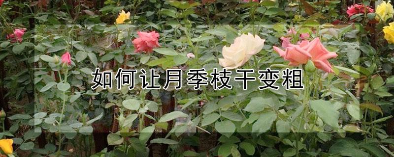 如何让月季枝干变粗（怎么让月季杆子变粗）