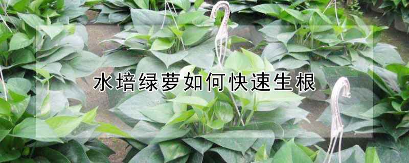水培绿萝如何快速生根（水培绿萝怎么长根）