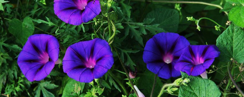 牵牛花是什么植物（牵牛花是什么植物它有什么特征）