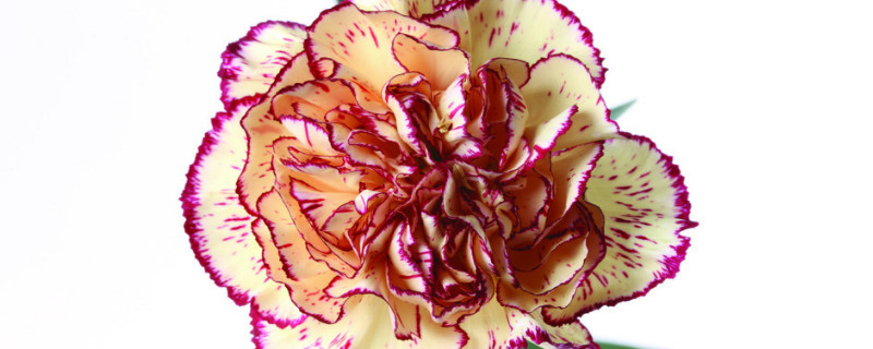 康乃馨花期多长时间（康乃馨花期多长时间水插）