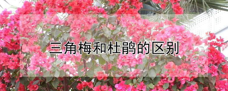 三角梅和杜鹃的区别(三角梅和杜鹃怎么分别)
