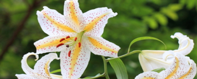 百合花有几瓣花瓣（百合花的花瓣是什么样的）