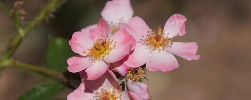 月季花怎么移植能活 月季花怎样移栽成活率高