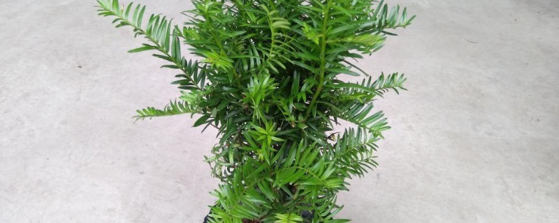 红豆杉盆栽养殖方法（红豆杉盆栽养殖方法与技巧）