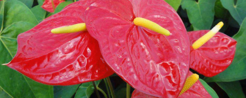 怎么看出红掌该浇水了（红掌浇水的正确方法）