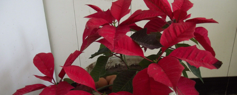 一品红盆栽怎么浇水（一品红怎么浇水施肥）