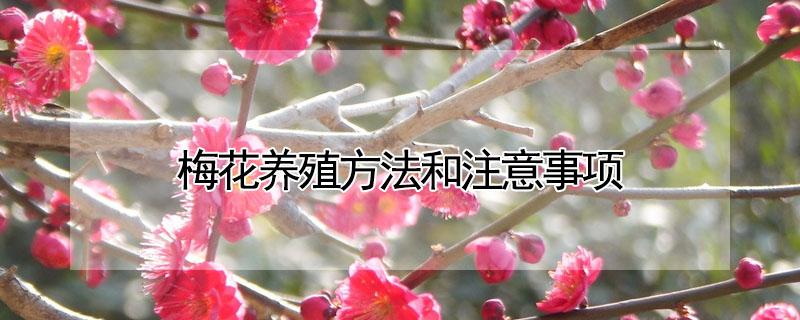 梅花养殖方法和注意事项（梅花盆栽养殖方法和注意事项的种植方法）