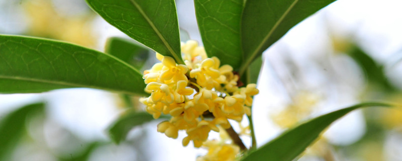 桂花为什么不长叶子（桂花不长根也不长叶为什么）