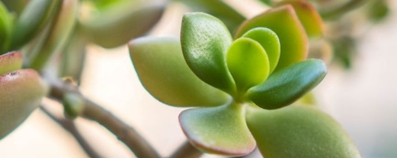 燕子掌开花预兆(燕子掌开花预兆吉利吗)