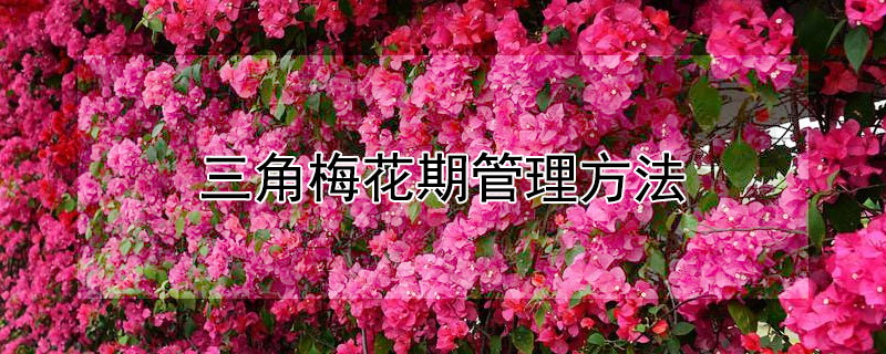 三角梅花期管理方法(三角梅花期管理方法剪)