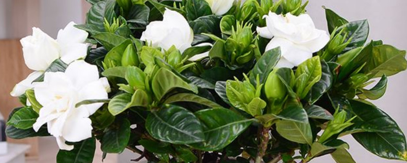 栀子花种子多久发芽 栀子花什么时候结种子