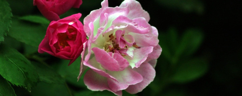 蔷薇花水培方法和注意事项 水培蔷薇怎样种植