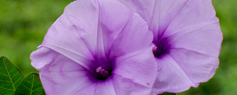 牵牛花的养护方法（牵牛花养护注意事项）