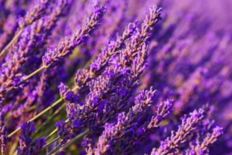 薰衣草为什么不开花结果