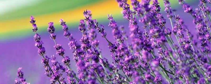 薰衣草适合在什么地方种植(薰衣草适合什么地方生长)
