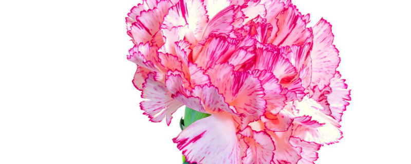 康乃馨能扦插吗（康乃馨可以插扦吗）