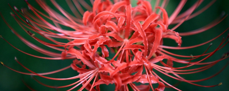 彼岸花种子种多久长苗 彼岸花种子种植后多久开花