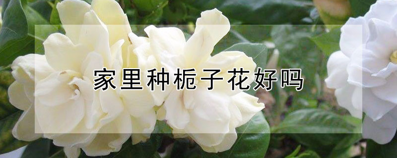 家里种栀子花好吗（家里种栀子花好吗?）