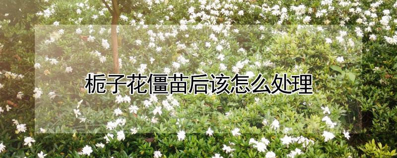 栀子花僵苗后该怎么处理（栀子花僵苗是什么原因）