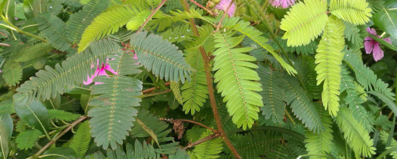 含羞草怎么移植 含羞草移植需要注意些什么