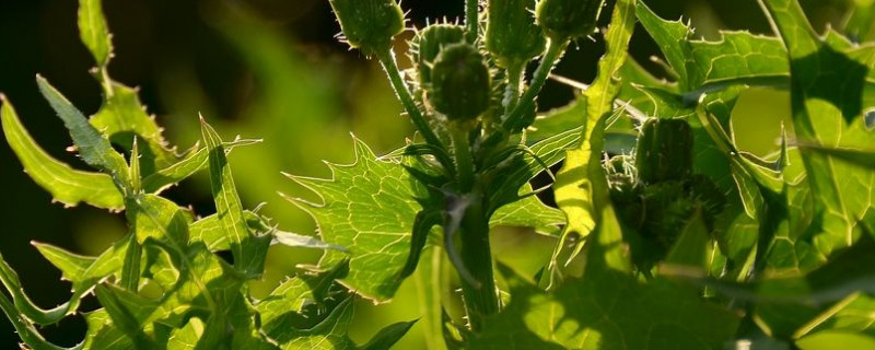 蒲公英的根好还是叶子好（蒲公英的根好还是叶子好?）