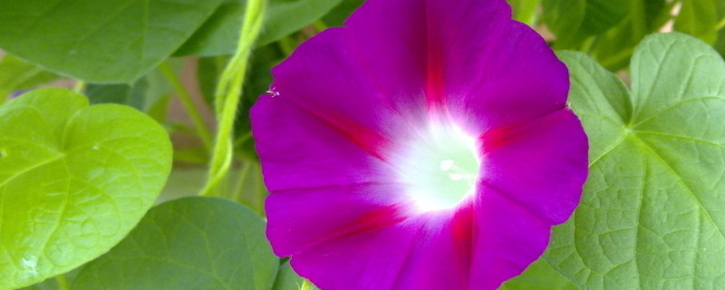 牵牛花长太高怎么办(牵牛花徒长了怎么办)