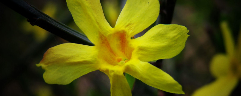 迎春花有毒吗(迎春花 有毒吗)