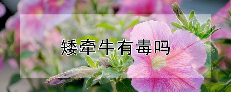 矮牵牛有毒吗（矮牵牛有没有毒）