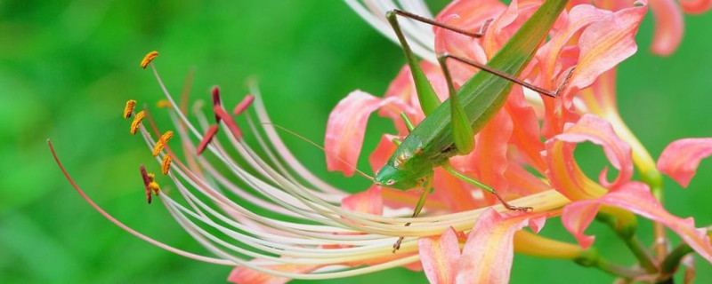 彼岸花浇醋可以吗（彼岸花怎么施肥）