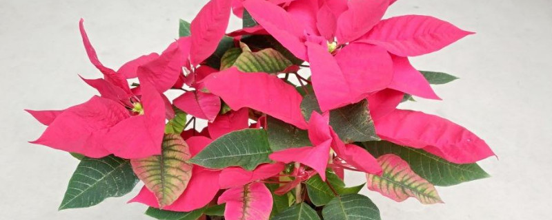 一品红几天浇一次水 一品红几天浇一次水合适