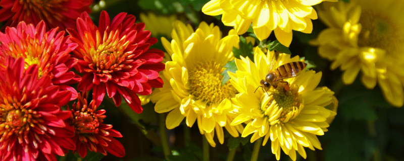 菊花为什么在秋季开花 菊花为什么在秋天开花?