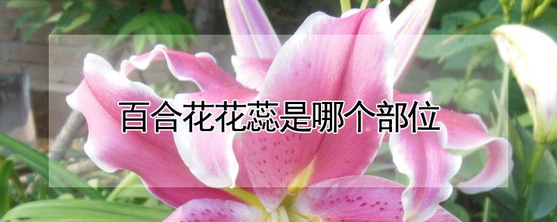 百合花花蕊是哪个部位(百合花的花蕊是哪里)